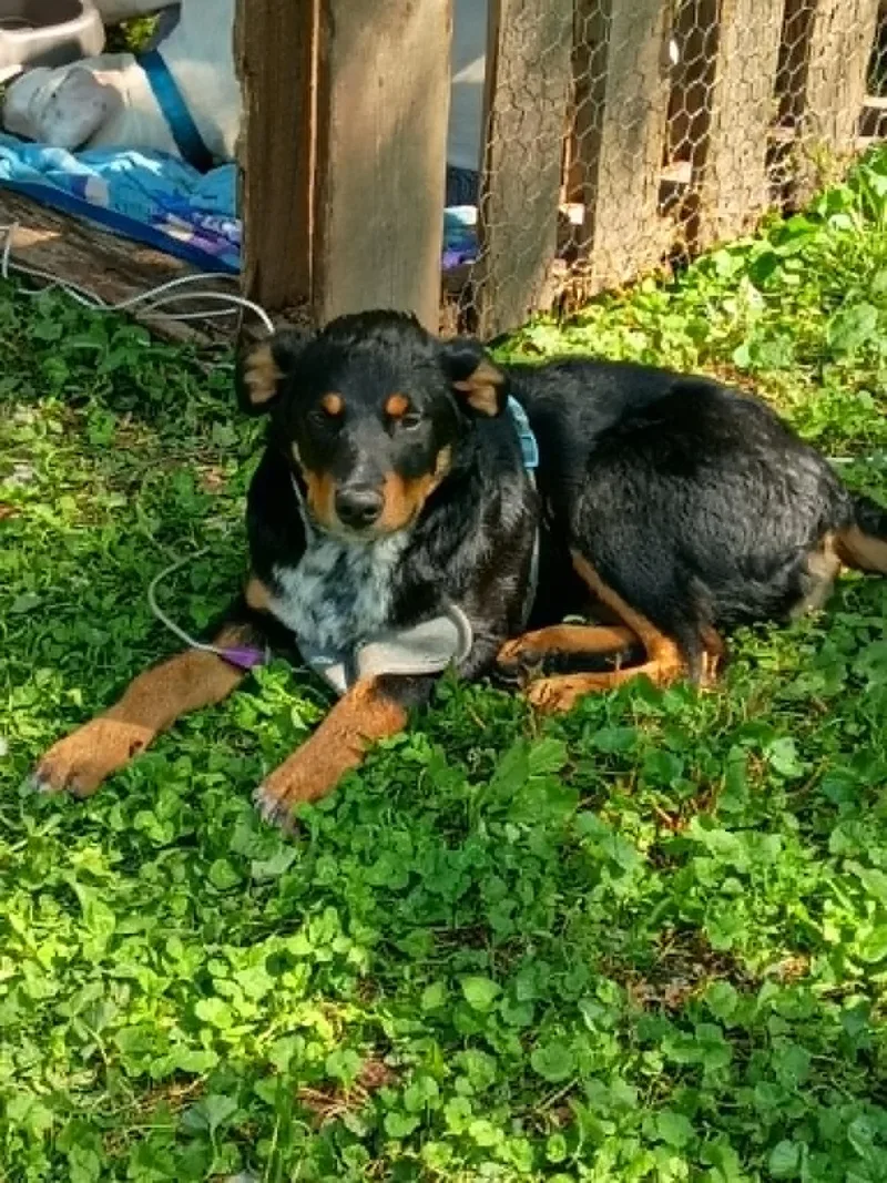 Cooper