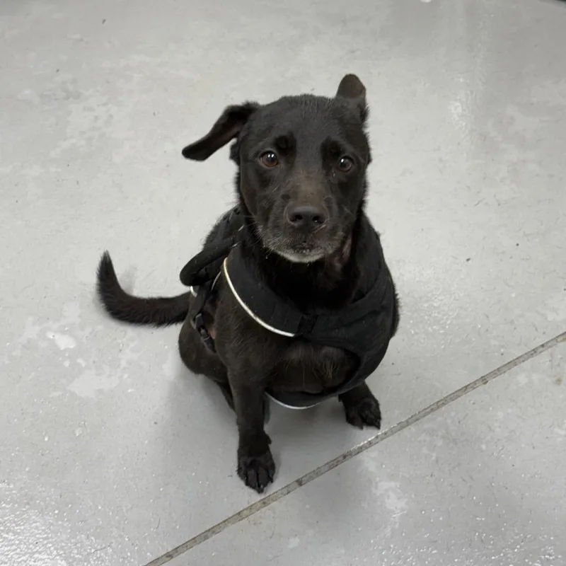 A young medium-sized male Black Mixed Breed dog named StrayGatewayCourt for adoption in Columbus, GA