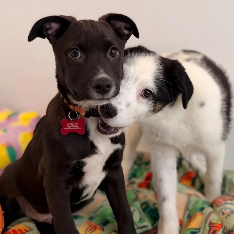A baby medium-sized male Black Border Collie dog named Ricky for adoption in Green Bay, WI
