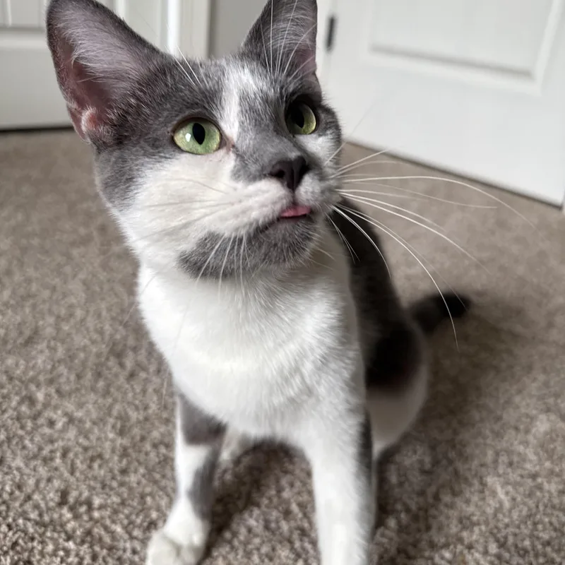 A young medium-sized female Gray & White American Shorthair cat named Stormy for adoption in Medina, OH