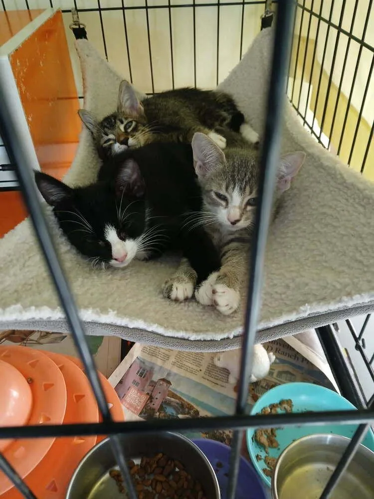 A baby small-sized male Black & White / Tuxedo Domestic Short Hair cat named Tuff for adoption in Orlando, FL