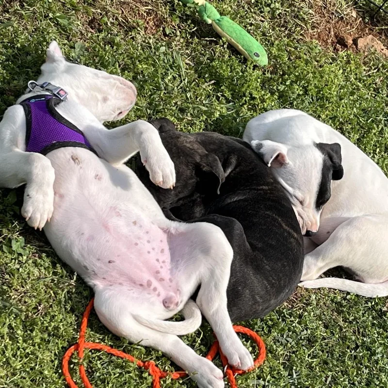 A baby medium-sized female White / Cream Mixed Breed dog named Sophie for adoption in Cartersville, GA