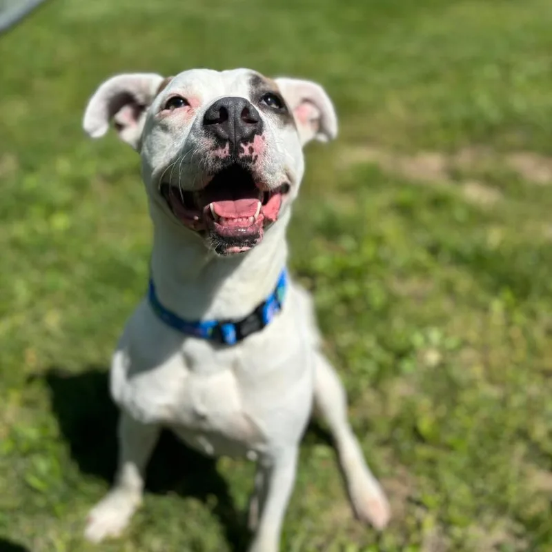 Petey
