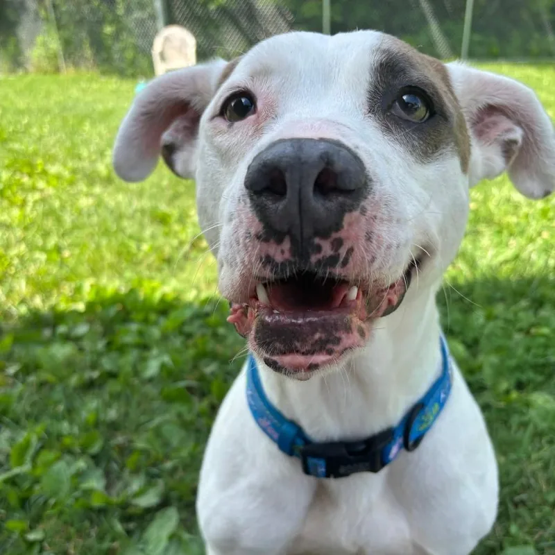 Petey thumbnail 2