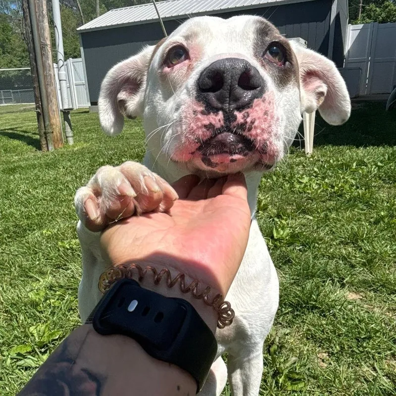 Petey thumbnail 3