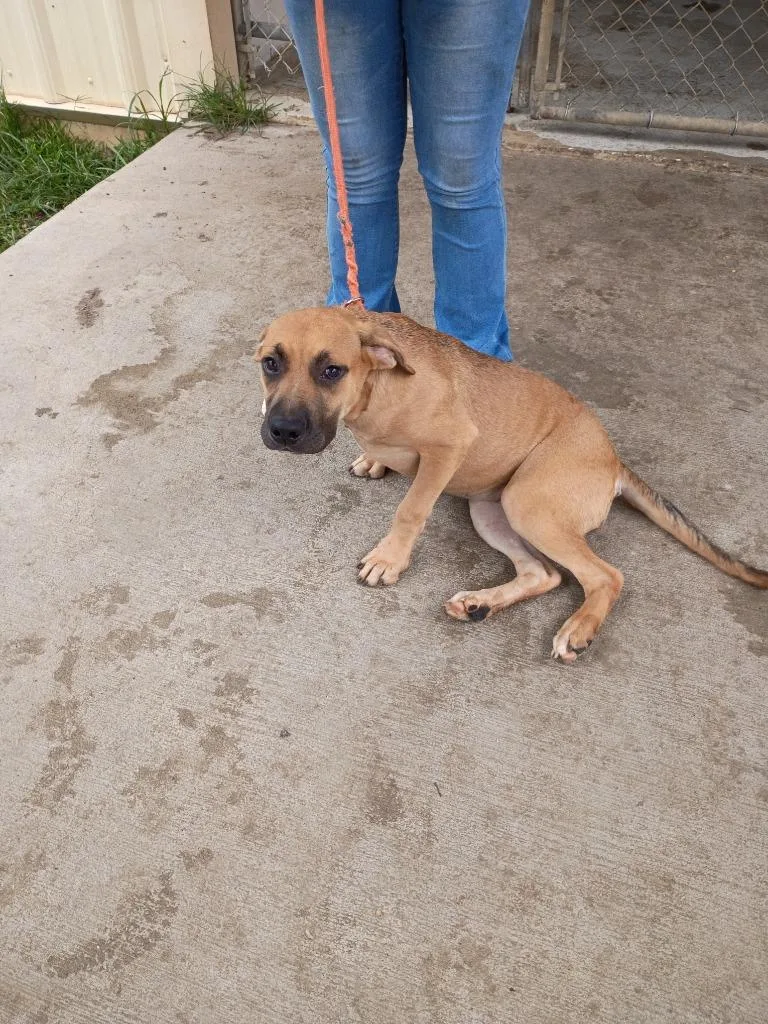 A baby medium-sized female Black Mouth Cur dog named Leesa for adoption in Albany, GA