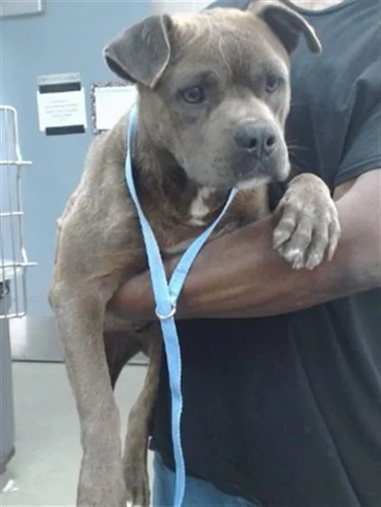 A young medium-sized male Pit Bull Terrier dog named Dash for adoption in Salinas, CA