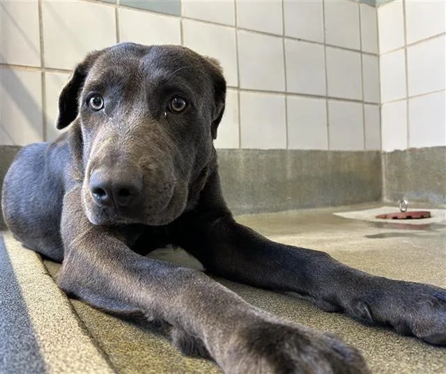 A young large-sized female Labrador Retriever dog named Belle for adoption in San Antonio, TX