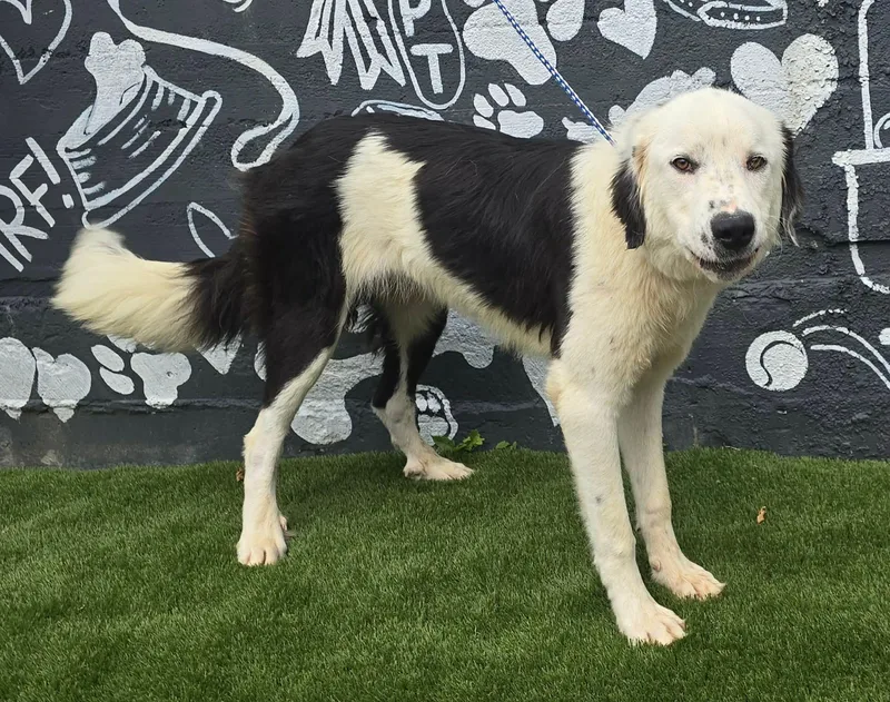 A young large-sized male White / Cream Great Pyrenees dog named Judd for adoption in Newport, TN