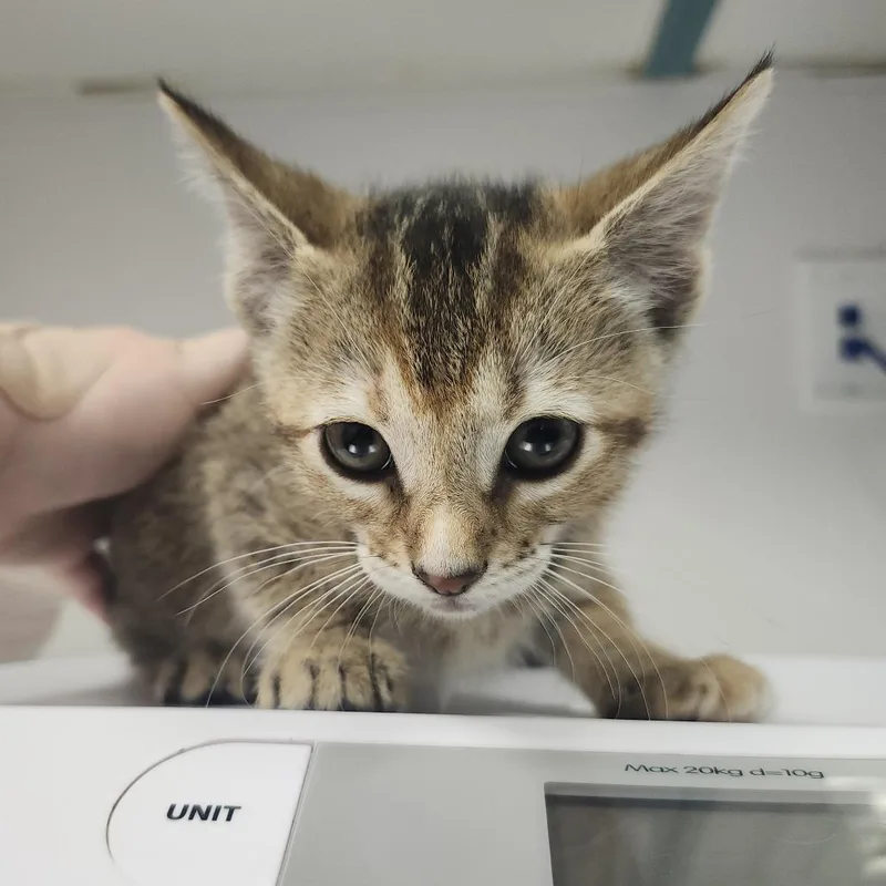 A baby small-sized female Torbie Domestic Short Hair cat named Hannah for adoption in Tampa, FL