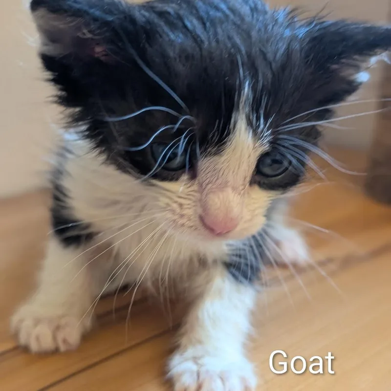 A baby small-sized male Domestic Short Hair cat named Goat for adoption in Portage, MI