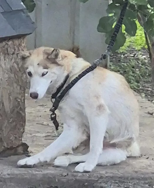 A young medium-sized female Siberian Husky dog named Luna for adoption in San Antonio, TX