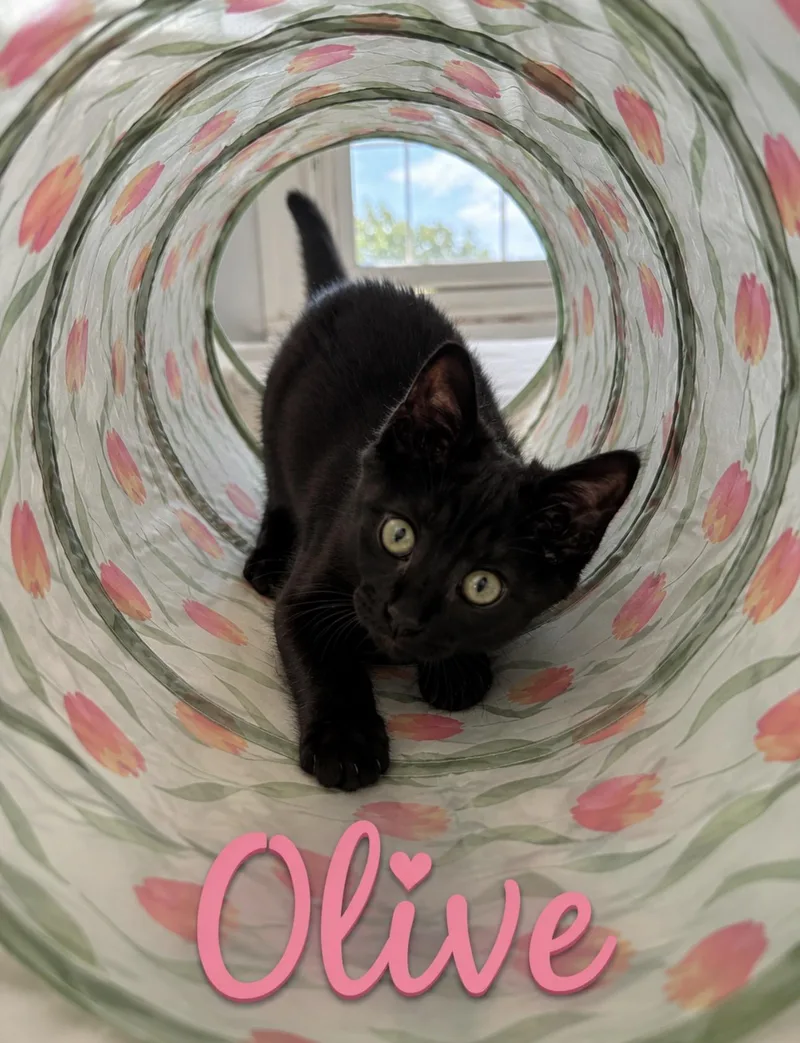 A baby medium-sized female Black Bombay cat named Olive for adoption in Wyandotte, MI