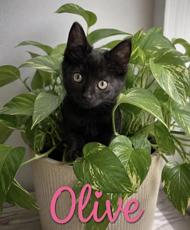 Olive thumbnail 3