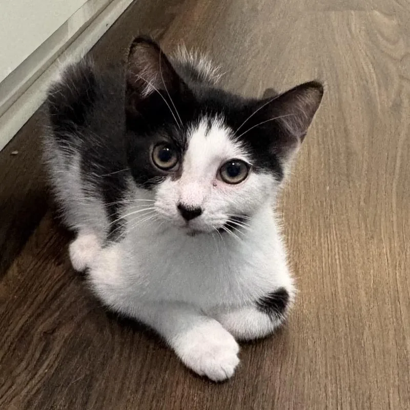 A baby small-sized male Black Domestic Short Hair cat named Oli for adoption in Ashland, VA