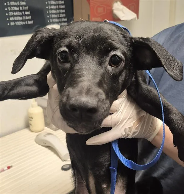 An adult medium-sized female White / Cream Labrador Retriever dog named Alexandra  URGENT for adoption in Thousand Oaks, CA