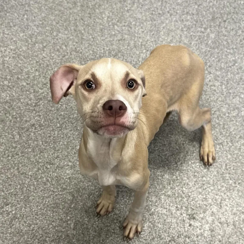 A young medium-sized female Apricot / Beige Mixed Breed dog named Abbi for adoption in Hinsdale, IL