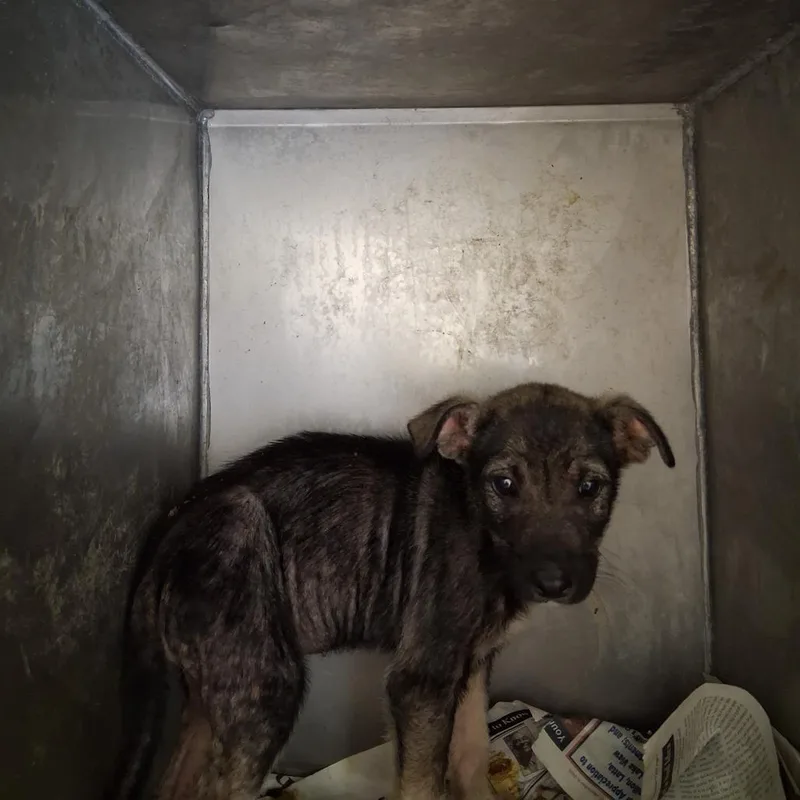 A young small-sized male Mixed Breed dog named Dobby for adoption in Dillon, SC