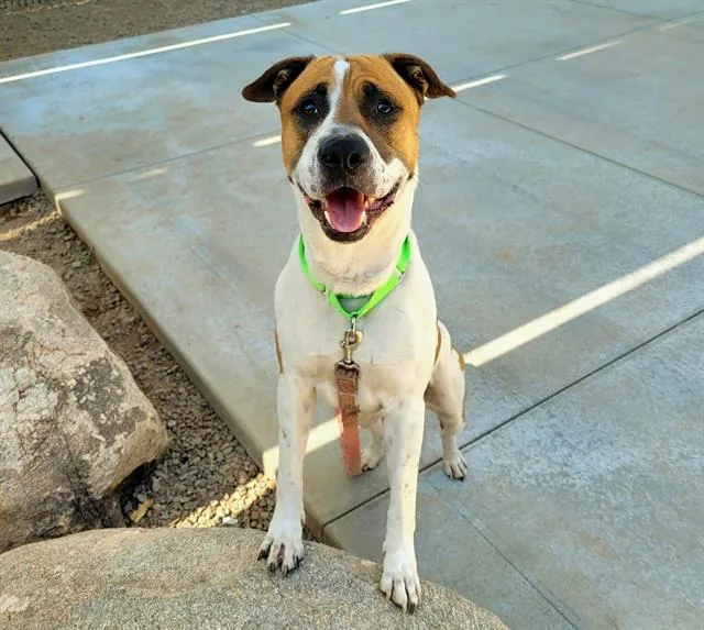 An adult large-sized male Pit Bull Terrier dog named Tank for adoption in Tucson, AZ