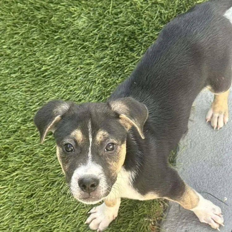 A baby medium-sized male Black Australian Cattle Dog / Blue Heeler dog named Chrys for adoption in Seminole, FL