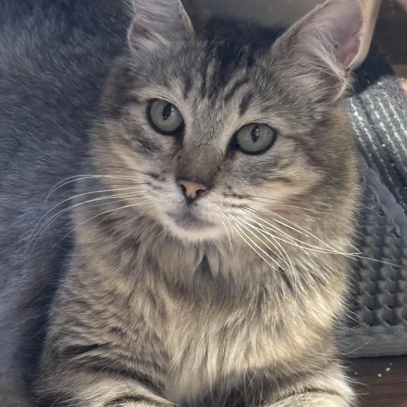 An adult medium-sized female Tabby (Buff / Tan / Fawn) Domestic Medium Hair cat named Sarabi for adoption in Tustin, CA