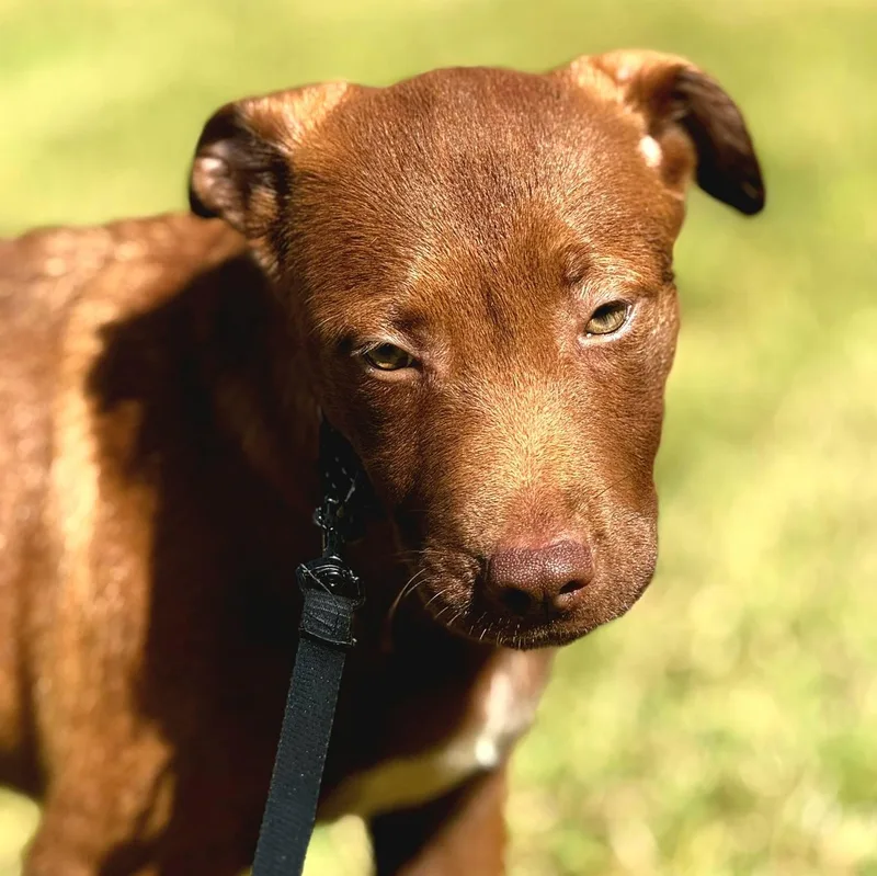 Chocolate Kisses "sweet As thumbnail 2