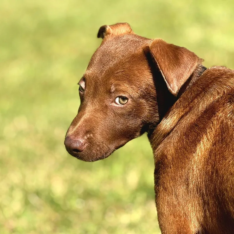 Chocolate Kisses "sweet As thumbnail 4