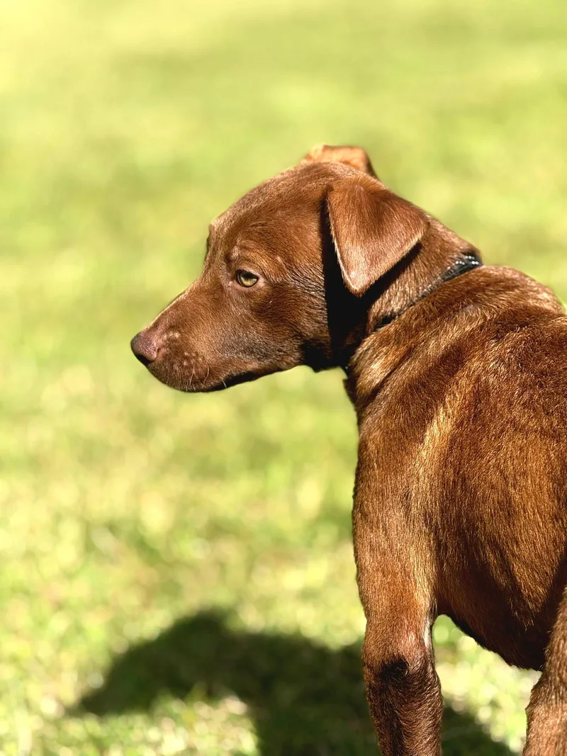 Chocolate Kisses "sweet As thumbnail 5