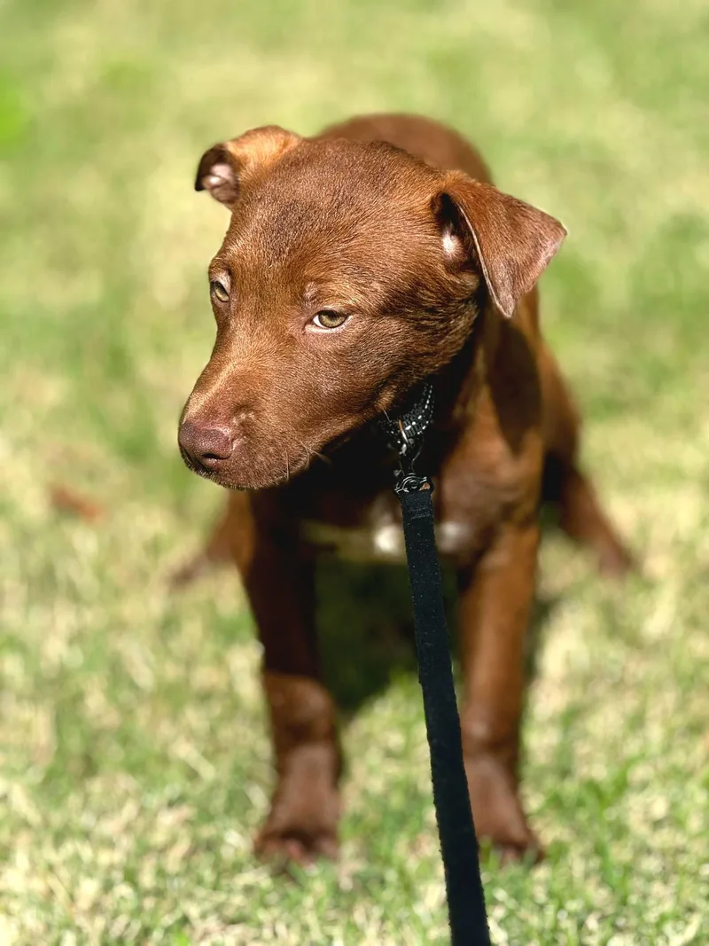 Chocolate Kisses "sweet As thumbnail 6