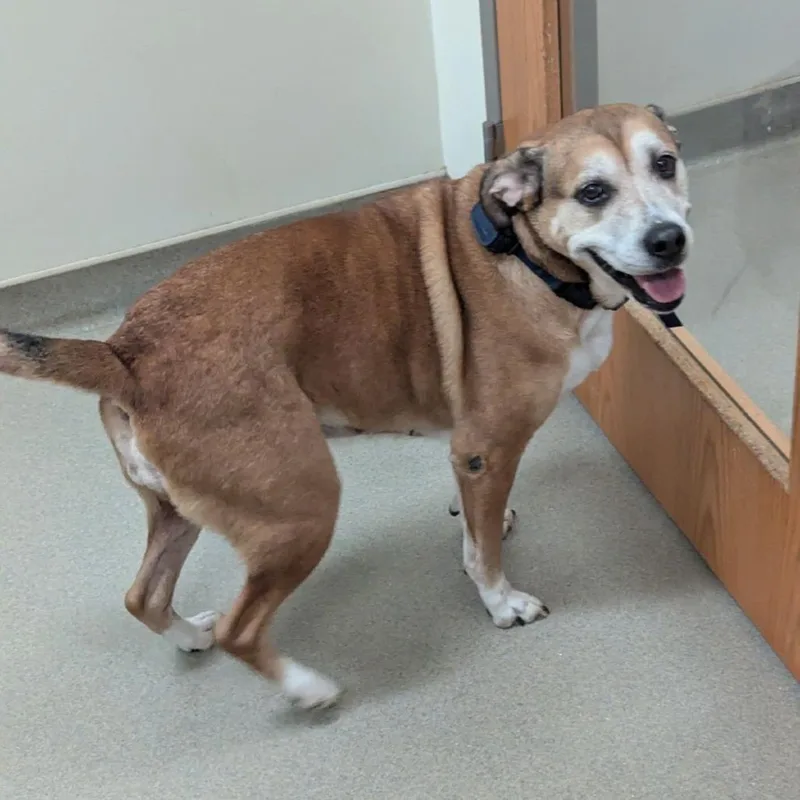 An adult medium-sized female Brown / Chocolate Mixed Breed dog named Zella for adoption in Lynchburg, VA