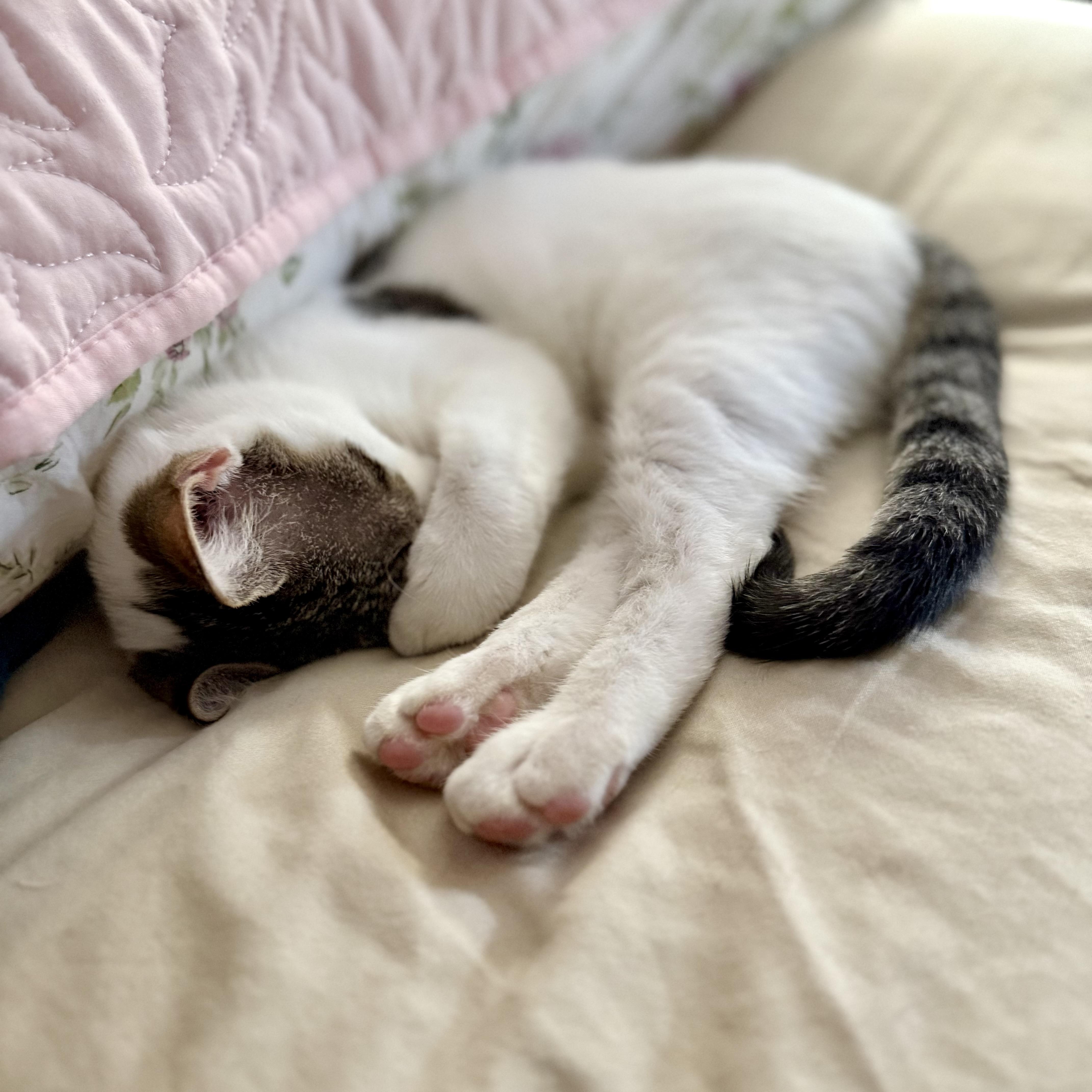 A baby medium-sized female Gray & White Domestic Short Hair cat named Polka Dot for adoption in Tampa, FL