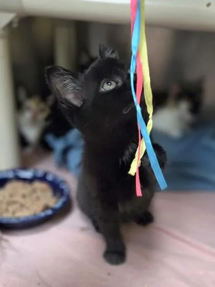 Meow Mix thumbnail 3