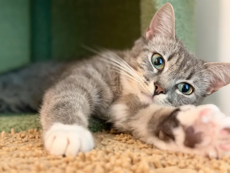 A young medium-sized female Domestic Short Hair cat named Riley for adoption in Leesburg, VA