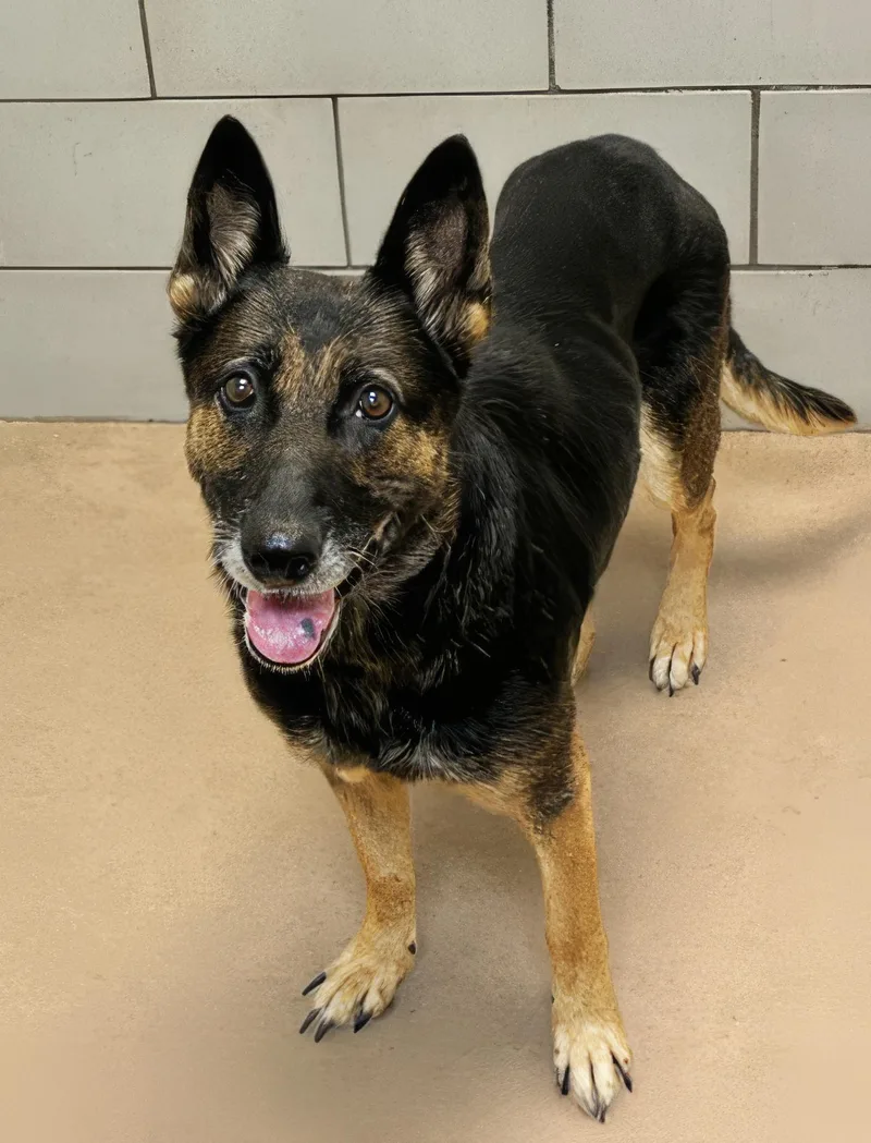 An adult medium-sized female Black Mixed Breed dog named Granny Smith for adoption in Nashville, TN