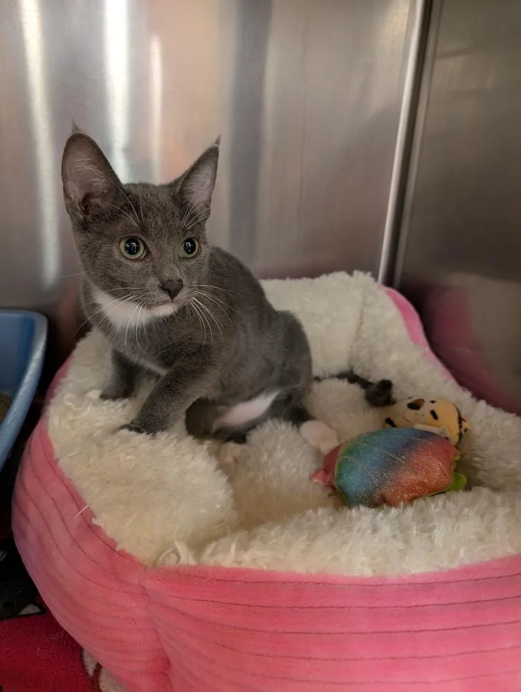 A baby small-sized female Domestic Short Hair cat named Pixie for adoption in Tucson, AZ