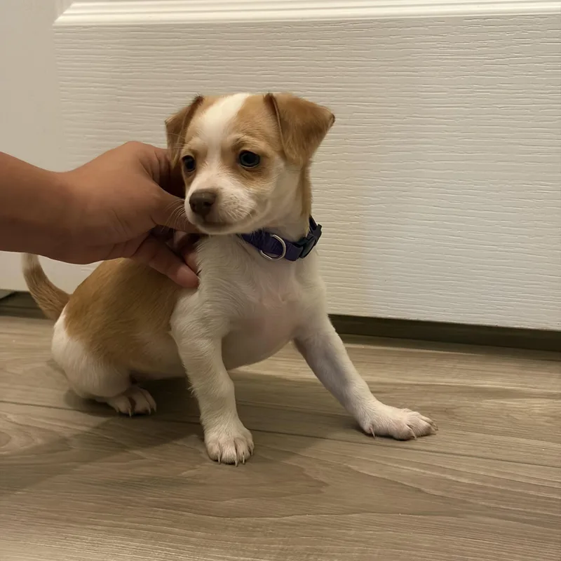 A baby small-sized female Chihuahua dog named Mia for adoption in atlanta, GA
