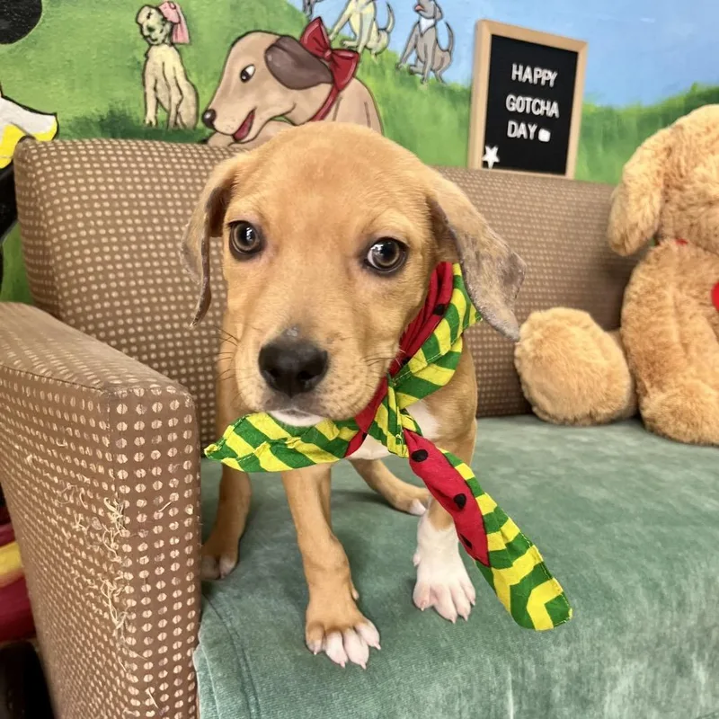 A baby small-sized female Yellow / Tan / Blond / Fawn Pit Bull Terrier dog named Remie for adoption in Palestine, TX