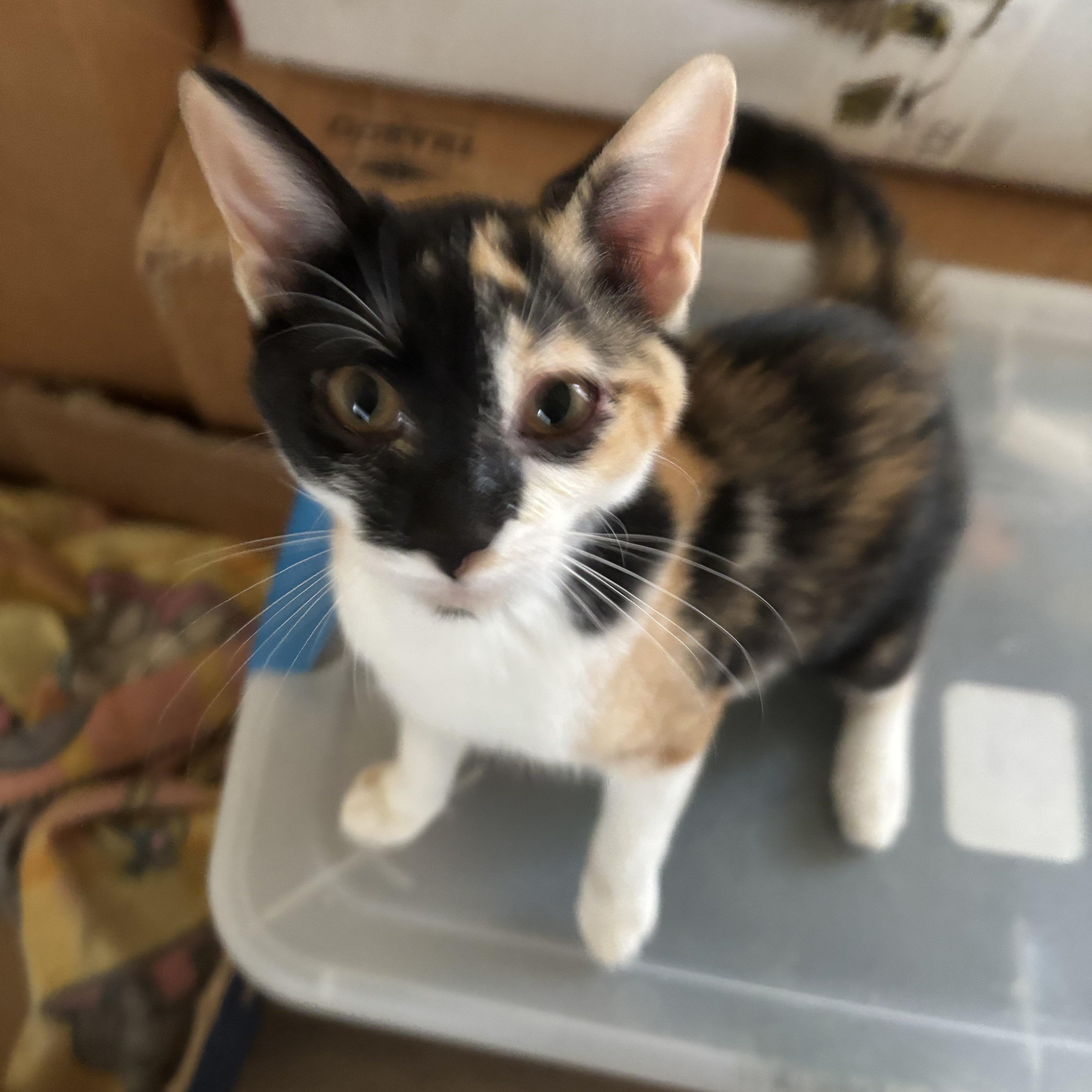 Callie