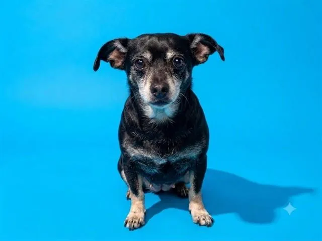 An adult small-sized female Mixed Breed dog named Bebe for adoption in Jacksonville, FL