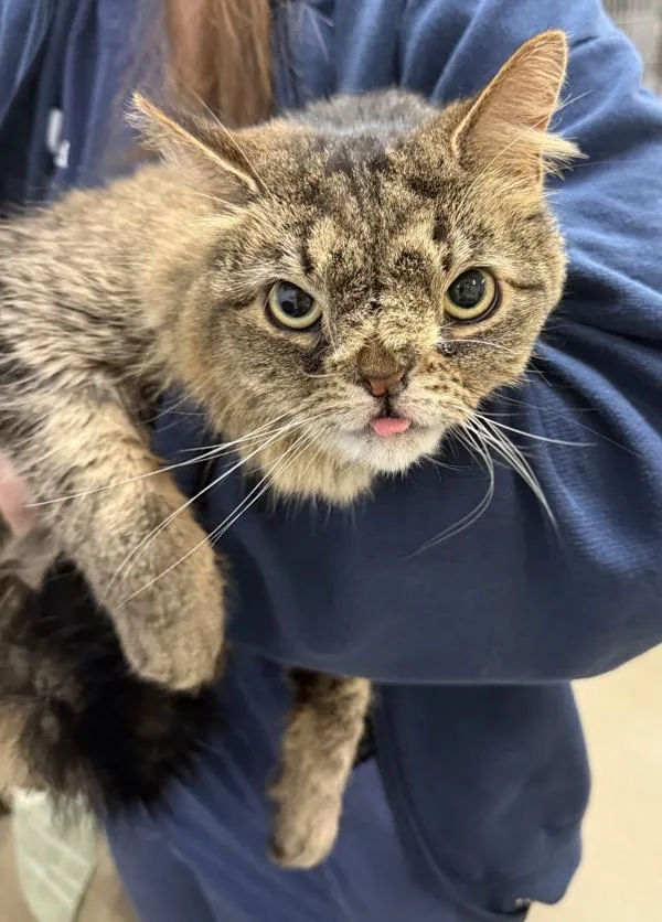 An adult medium-sized female Domestic Short Hair cat named Squishy for adoption in Millersville, MD