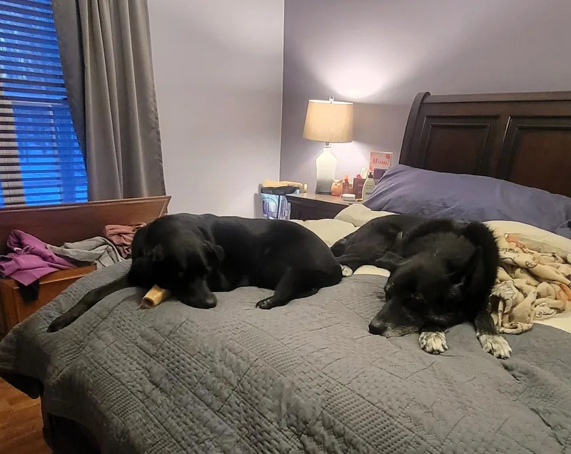 Dori And Bobo  thumbnail 2