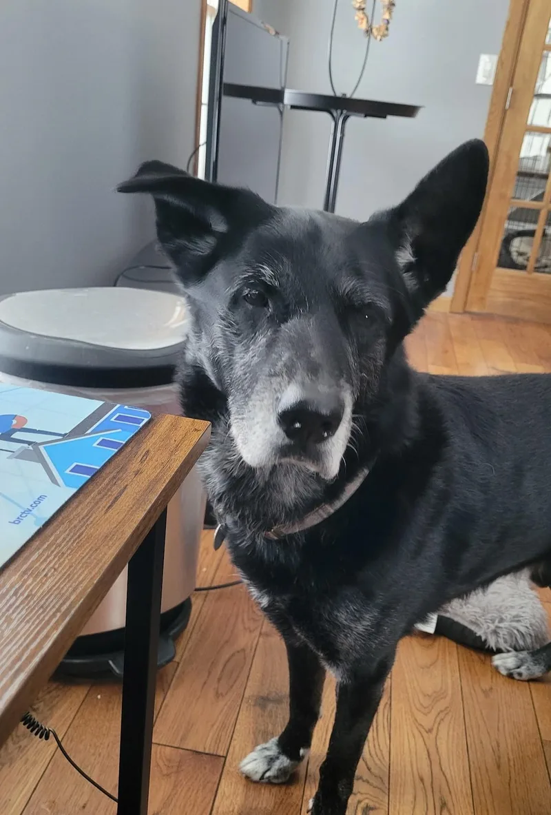 Dori And Bobo  thumbnail 4