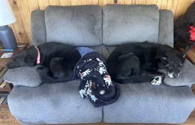 Dori And Bobo  thumbnail 6