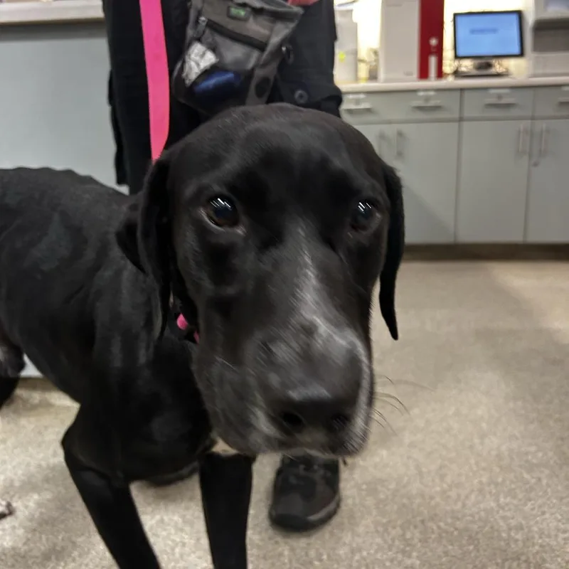 Pongo