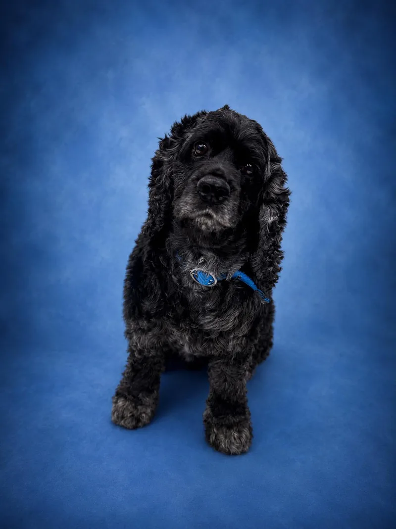 An adult medium-sized male Black Cocker Spaniel dog named Bruno for adoption in Waldorf, MD