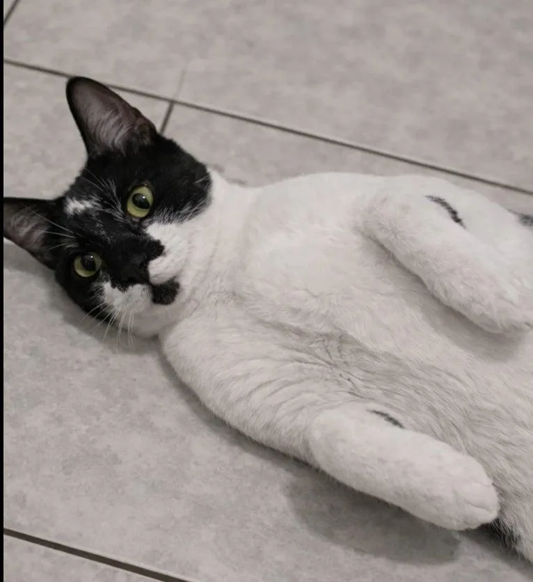 Princess Moo Moo thumbnail 3