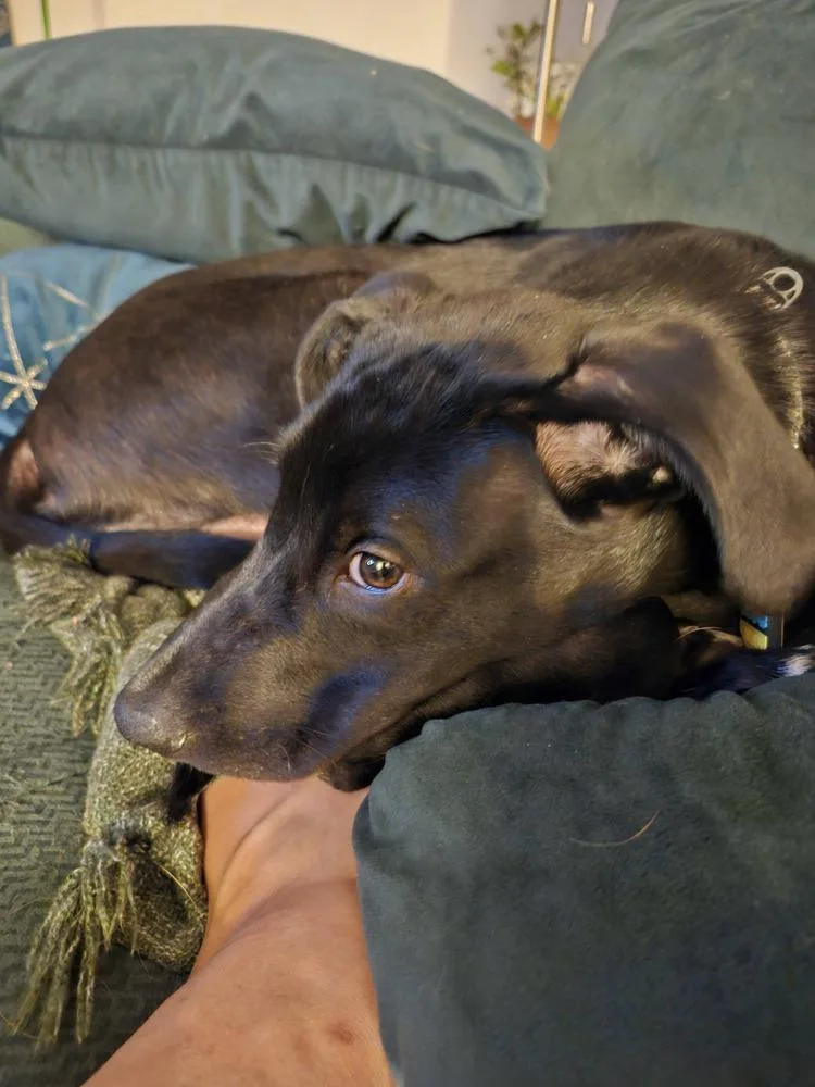 A baby medium-sized male Tricolor (Brown, Black, & White) Hound dog named Rufus for adoption in Colorado Springs, CO