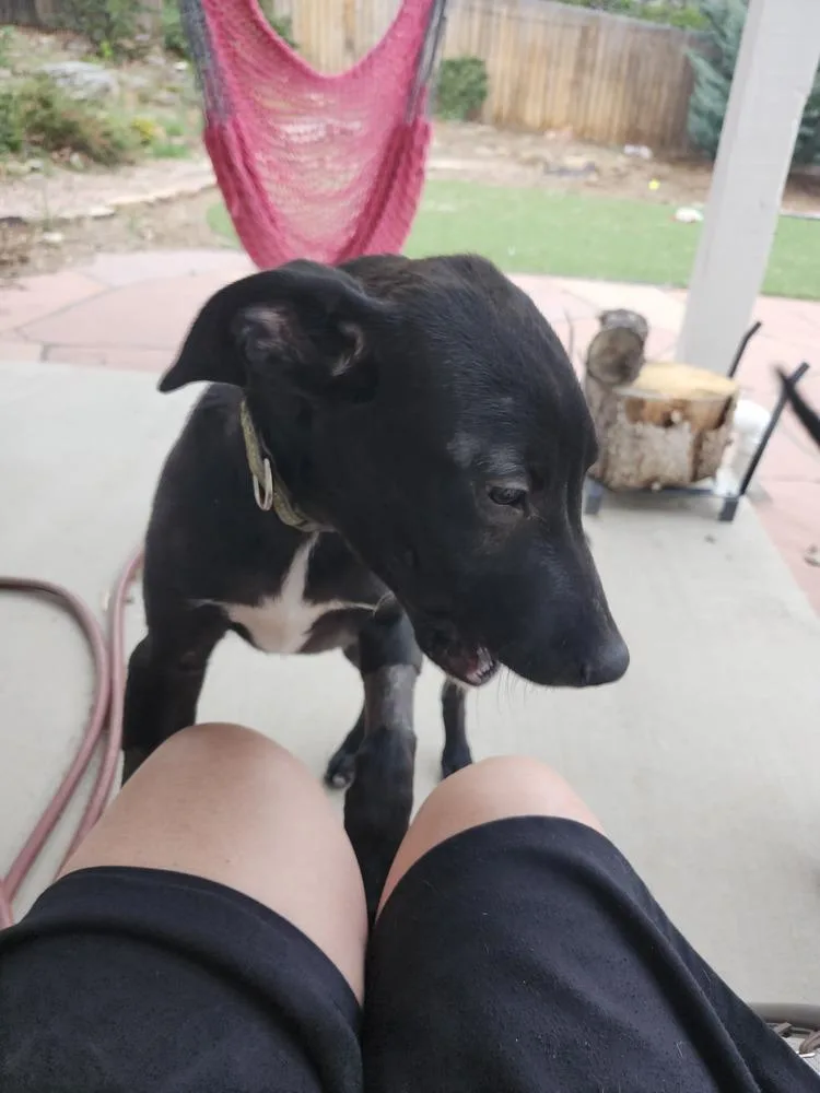 Rufus thumbnail 6