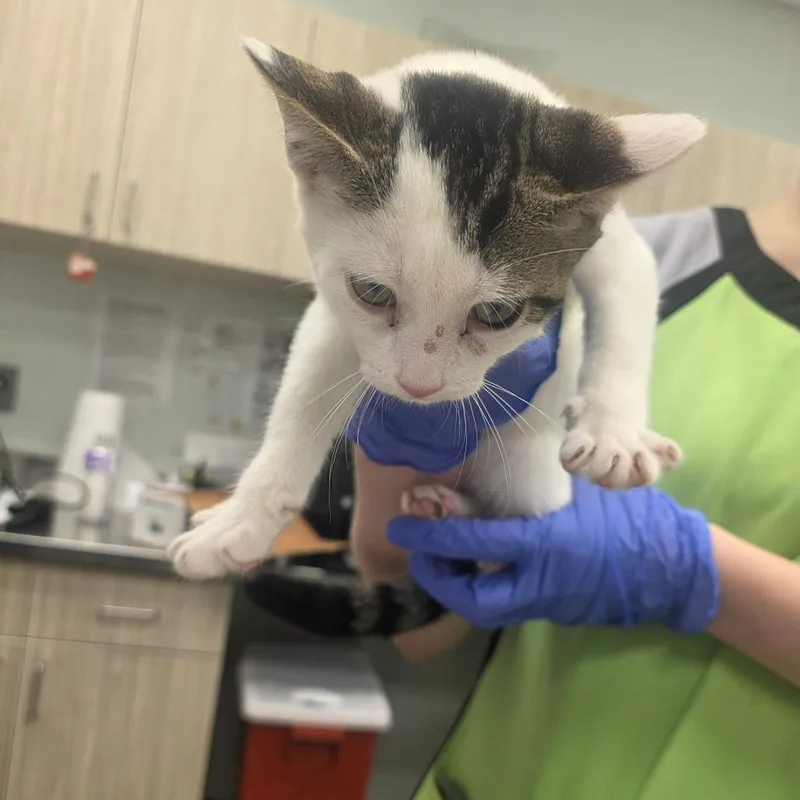 A baby small-sized female White Domestic Short Hair cat named Lyra for adoption in Chattanooga, TN