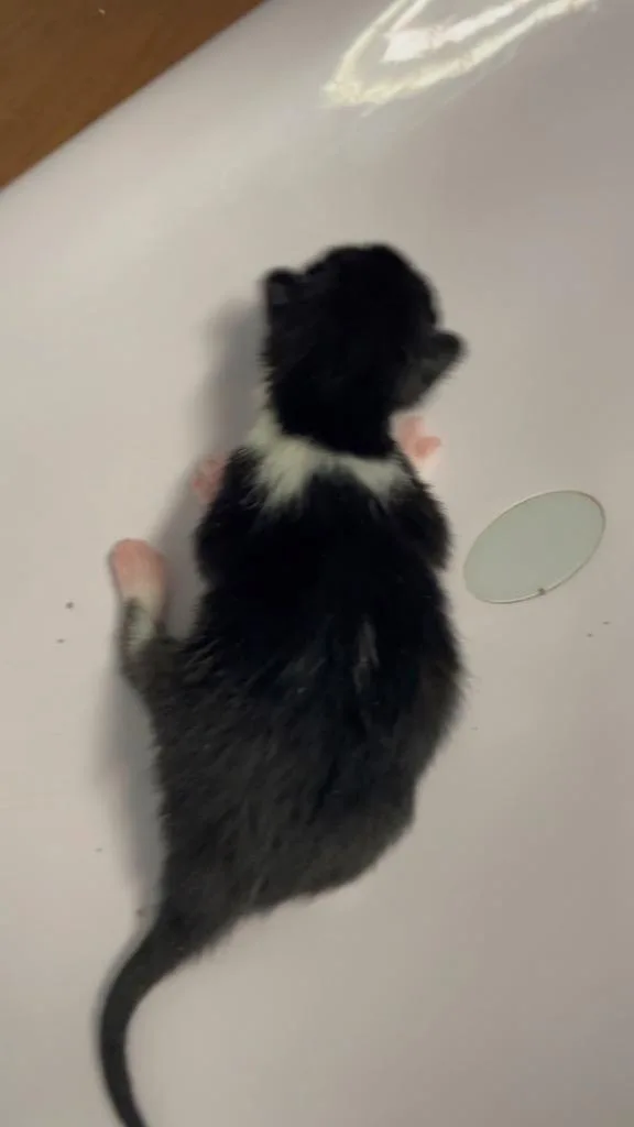 Ernie thumbnail 5